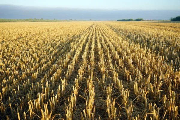 Stubble en el campo de cultivo en Francia —  Fotos de Stock