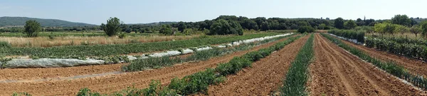 Panorama of onion field in south France