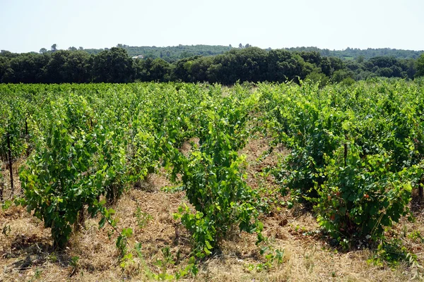 Vineyard and forest in south France — Stock Photo, Image