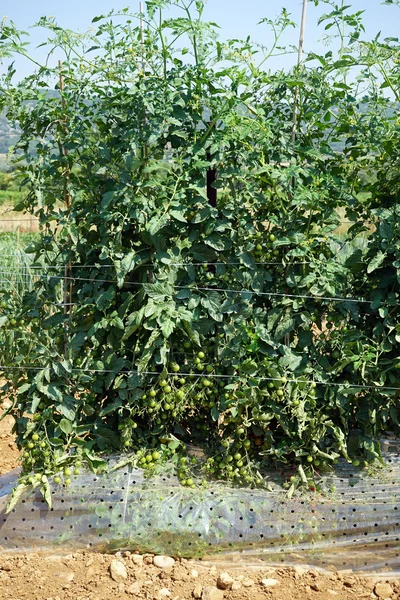 Tomates sur le champ de la ferme — Photo