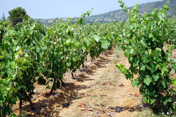 Filas en el viñedo en el sur de Francia —  Fotos de Stock