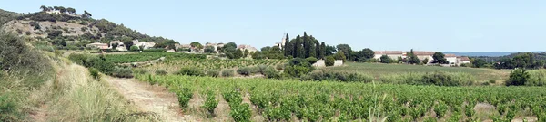 Vinhedos e pista perto de Montpeyroux — Fotografia de Stock