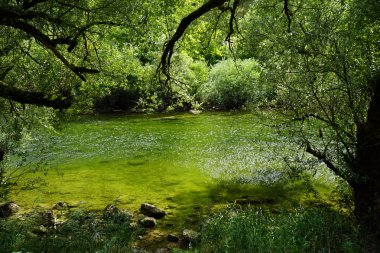 Yeşil nehir Doubs suda