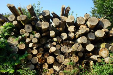 Orman kenarında yakacak odun yığını