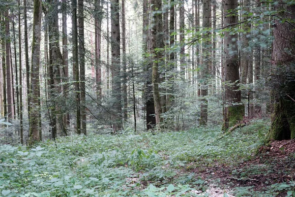 Floresta caduca na Suíça — Fotografia de Stock