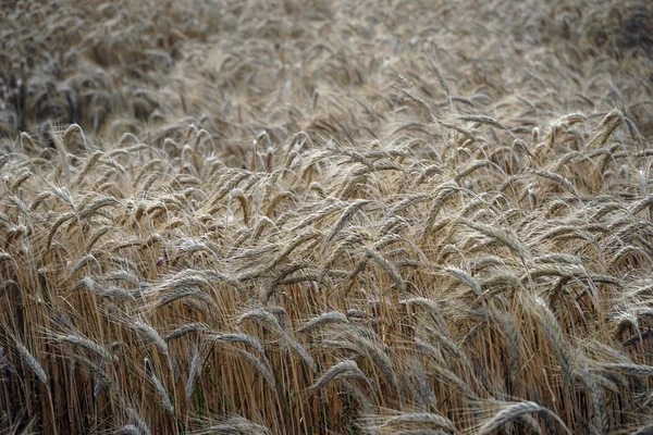 Пшеничне господарство з стиглим зерном — стокове фото