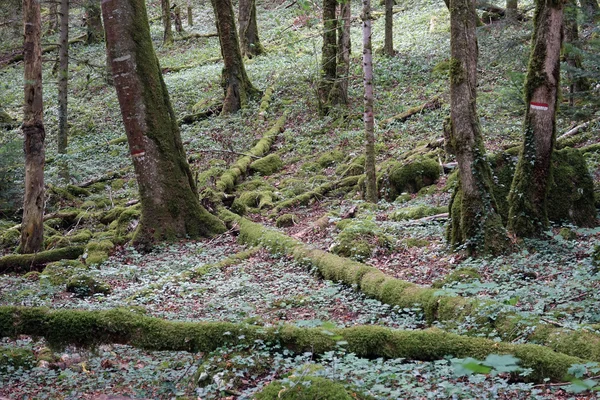 En el bosque — Foto de Stock