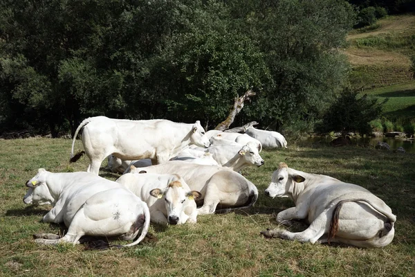 Grupp av vita kor på bete nära floden, Schweiz — Stockfoto
