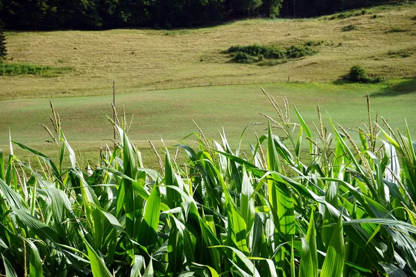 Kukorica a területen, és a lejtőn — Stock Fotó