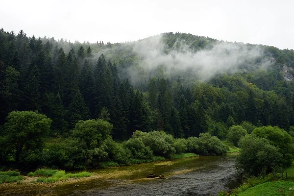 Pequeño río y bosque en la colina — Foto de Stock