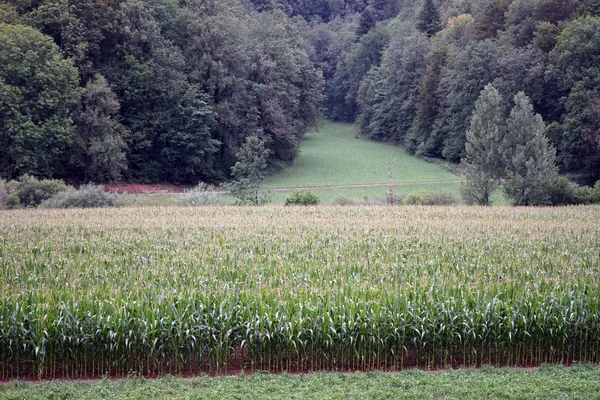 Kukorica zöld mező és erdő a hil — Stock Fotó