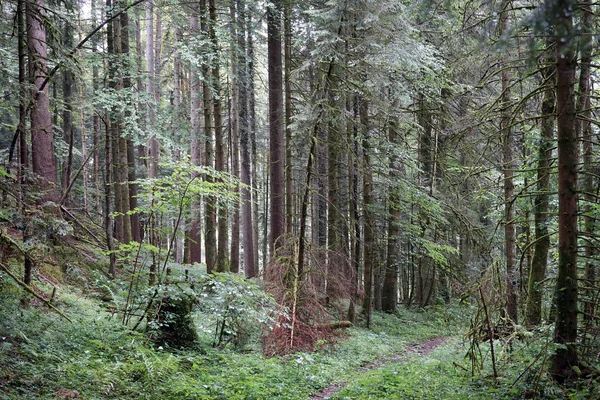 Sendero en el denso bosque — Foto de Stock
