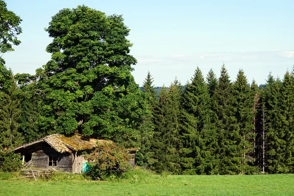 Holzhaus und Wald in der Schweiz — Stockfoto
