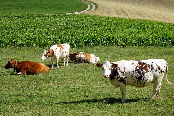 Manada de vacas — Fotografia de Stock