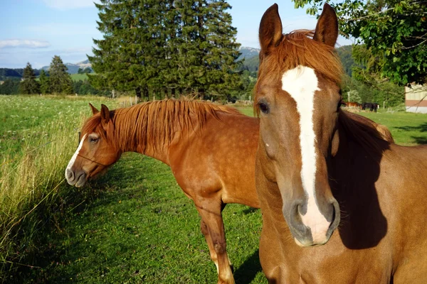 在绿色的夏季牧场上的两匹马 — 图库照片