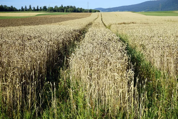 Трактор на пшеничном поле в ферме, Швейцария — стоковое фото