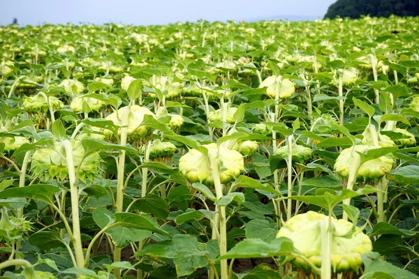 Sonnenblumenfeld mit Hinterkopf — Stockfoto