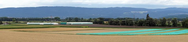 Panorama över jordbruksmark med växthus i Schweiz — Stockfoto