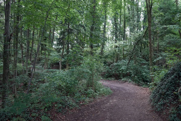 Dirt road in summer forest in Switzerland — Stock Photo, Image