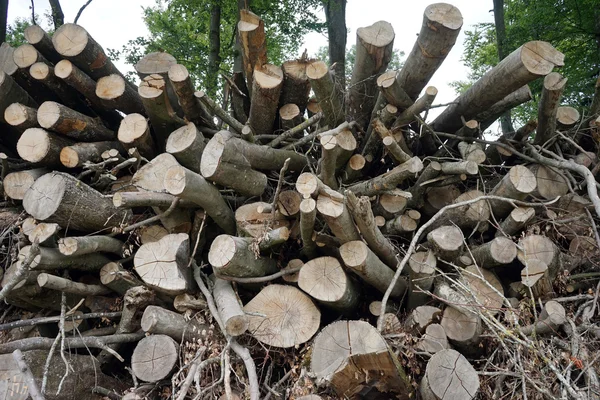 Halda suché dřevo s větvemi a listy — Stock fotografie