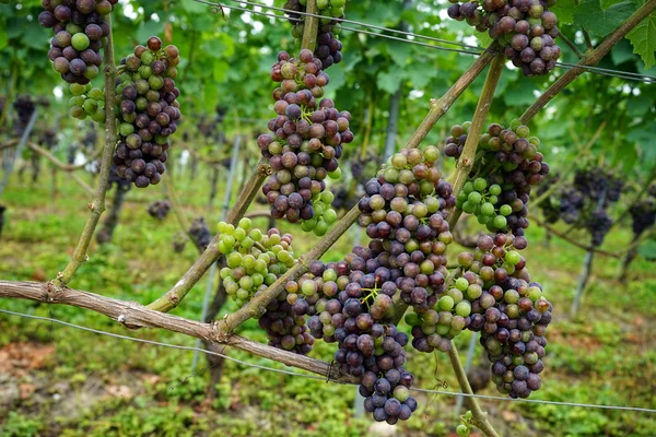 Виноград и виноград — стоковое фото