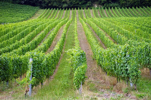 Vineyard on the slope of hill near Gudrefin — Stock Photo, Image