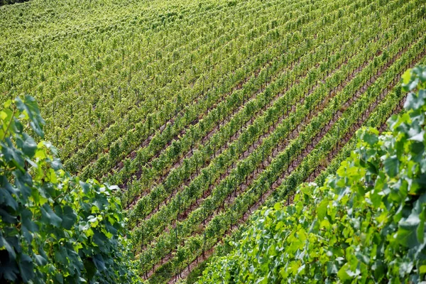 Winnica na stoku w pobliżu Gudrefin — Zdjęcie stockowe
