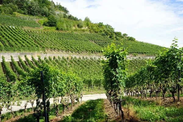 Vigneto sul pendio della collina vicino a Gudrefin in Svizzera — Foto Stock