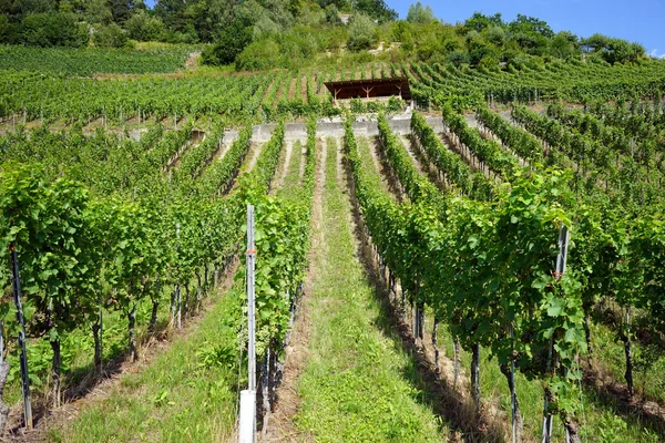 Vigneto sul pendio vicino a Gudrefin in Svizzera — Foto Stock