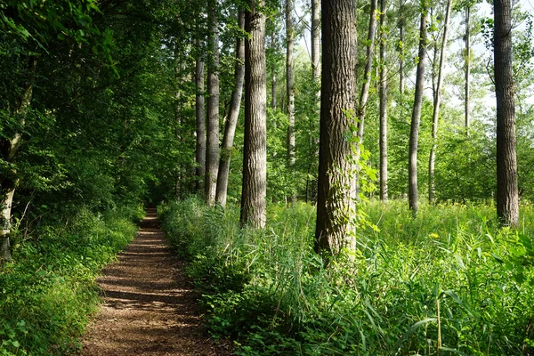 Footpath in the summer forest in Switzerland — Stock Photo, Image