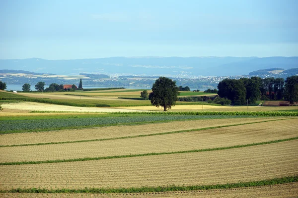 Felder bei Murten in der Schweiz — Stockfoto