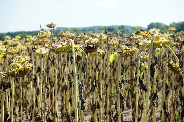 Slunečnice se semeny — Stock fotografie