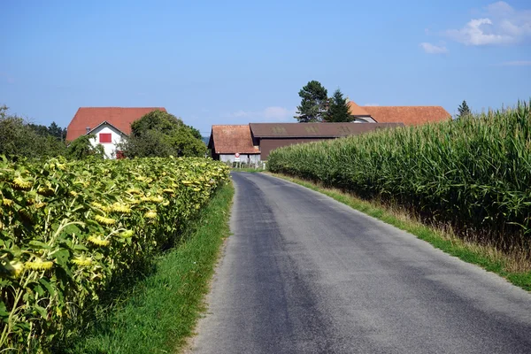 Asphaltstraße zwischen Sonnenblumenfeld und Maisfeldern — Stockfoto