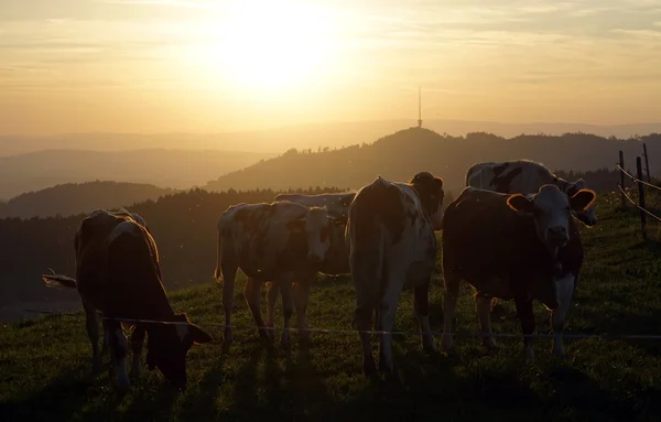 Vacas e pôr do sol — Fotografia de Stock