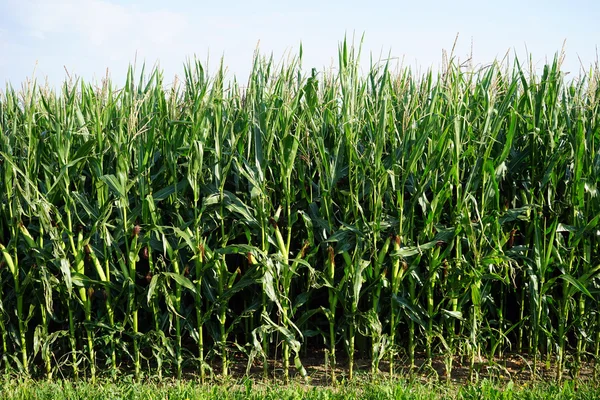 Zöld kukorica a mezőn — Stock Fotó