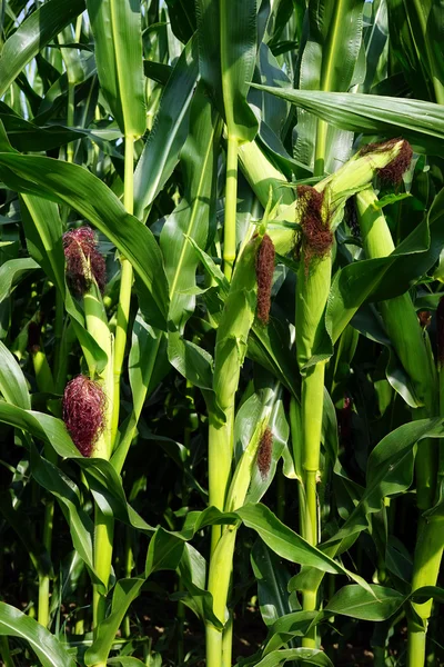 Стернз кукурудзи на полі в Швейцарії — стокове фото