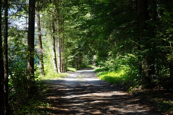 Onverharde weg in een zonnig bos in Zwitserland — Stockfoto
