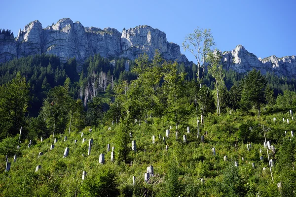 Árboles jóvenes en la ladera verde — Foto de Stock