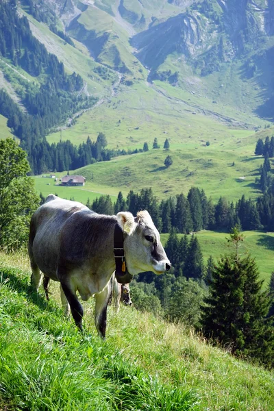 Vaca en la ladera — Foto de Stock