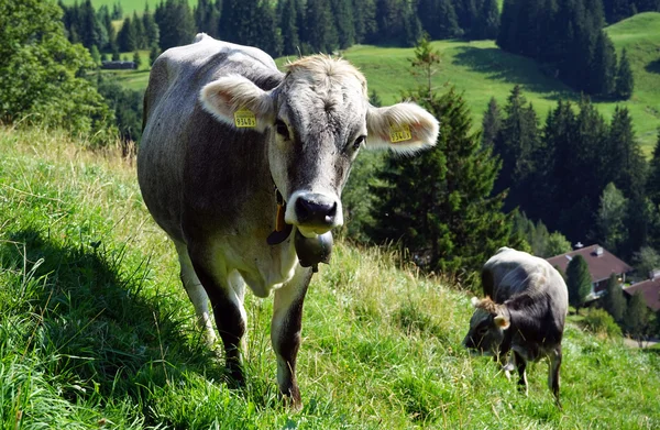 Vaca na encosta — Fotografia de Stock