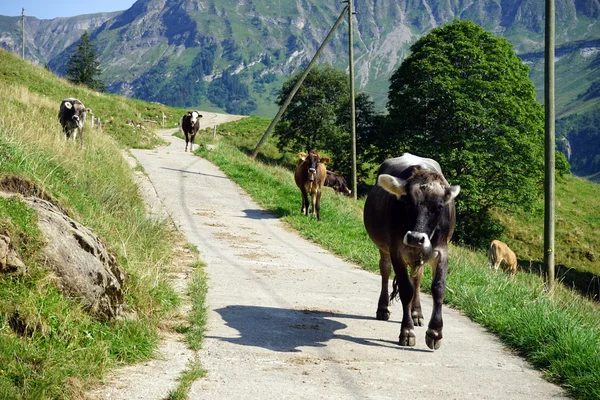 Manada de vacas — Fotografia de Stock