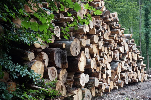 Holzhaufen im Wald — Stockfoto