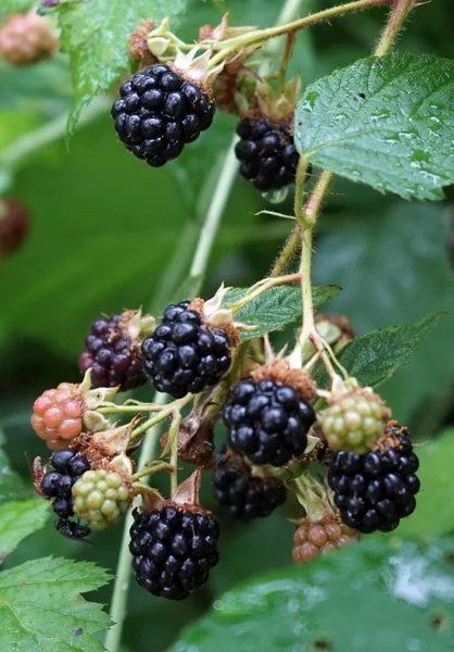Blackberry sur le buisson avec des feuilles vertes — Photo