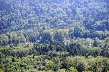 Parlak ve koyu yeşil ağaçlar ormandaki