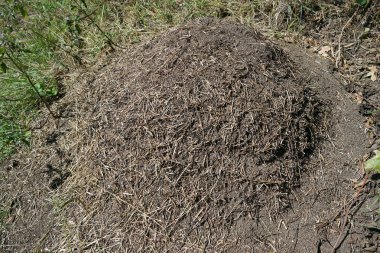 Büyük ant hill çimenlerin üzerinde