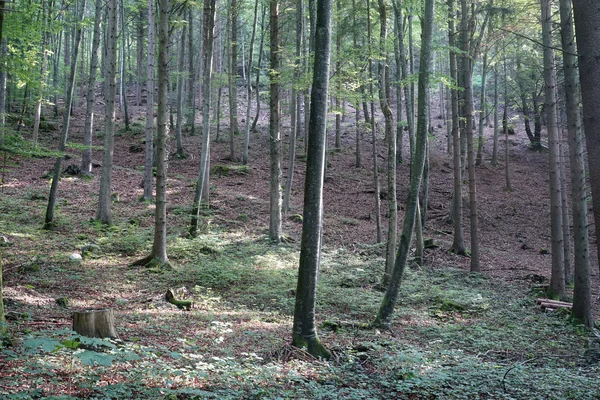 Erdőben, a lejtőn — Stock Fotó