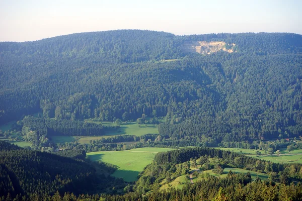 Groene vallei en fir-tree forest — Stockfoto