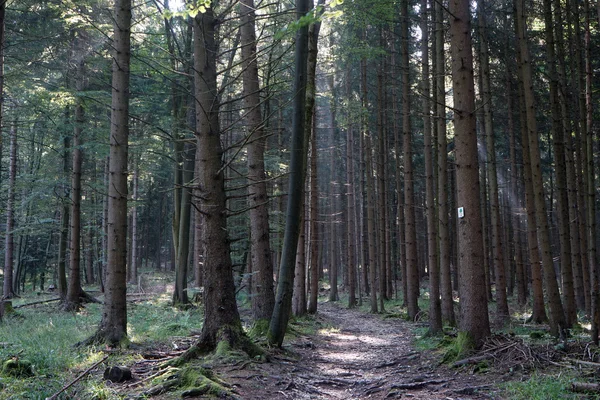 Albsteig vandringsled i Gran skogen — Stockfoto