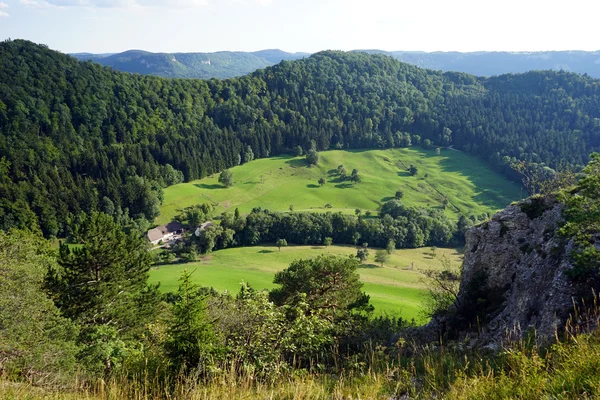 Valle verde y bosque de abetos — Foto de Stock