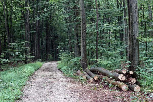 Feldweg und Holzhaufen — Stockfoto